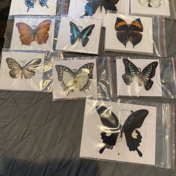 9 natural unmounted taxidermy butterflies - Picture 2 of 12